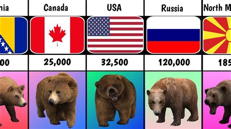 Brown Bear Population By Country 2023 YouTube