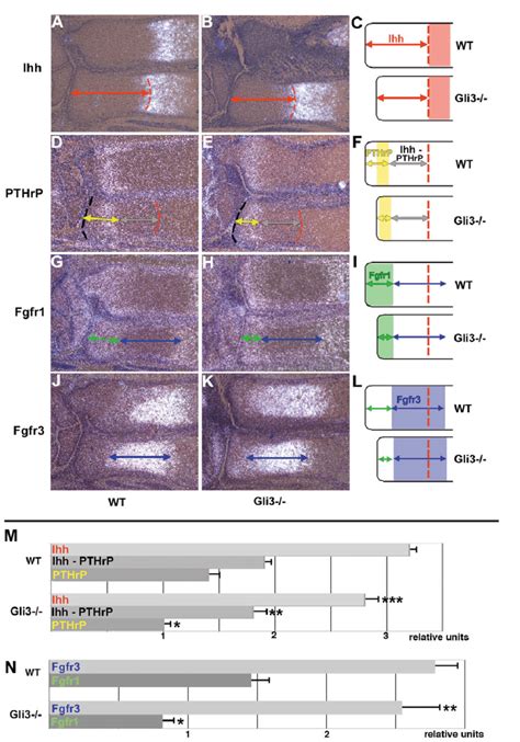 Gli Regulates Distal Chondrocyte Differentiation Two Sets Of Serial