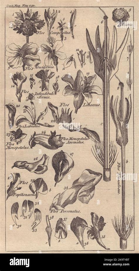 Treinta Y Cuatro Figuras De Flores Explicativas De Sus Nombres Científicos 1750 Fotografía De