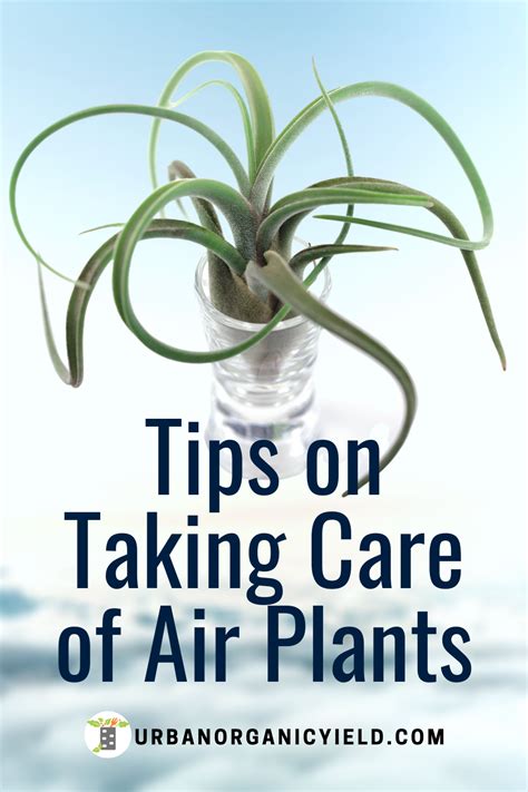 Taking Care of Air Plants | Air plants care, Air plants, Types of air ...