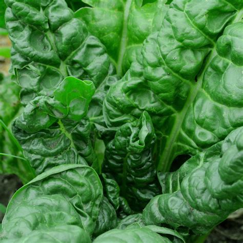 Perpetual Spinach Swiss Chard – Thresh Seed Co.