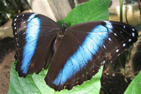 Blue Butterflies In Amazon Rainforest Brazil - XciteFun.net