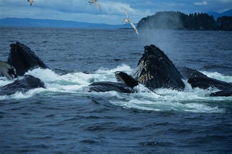 Alaska Cruise Guide To The Best Time To See Whales