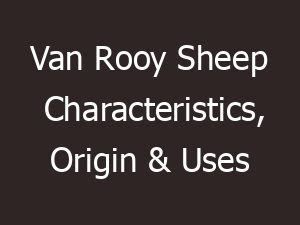 Van Rooy Sheep Characteristics, Origin & Uses