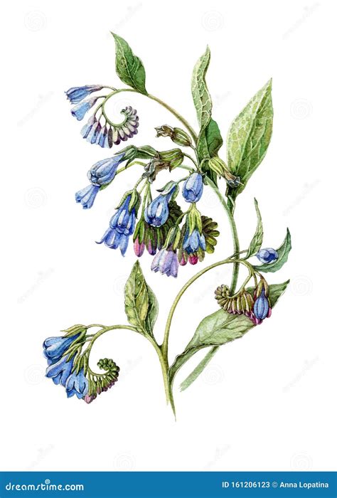 Comfrey Leaf Illustration Drawing Engraving Ink Line Art Vector