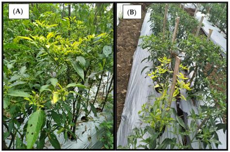 Gas Chromatography Mass Spectrometry Analysis Of Compounds Emitted By Pepper Yellow Leaf Curl