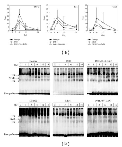 Tnf α Il 6 And Cox2 Mrna Expression Levels And Nfκb Stat3 Activation