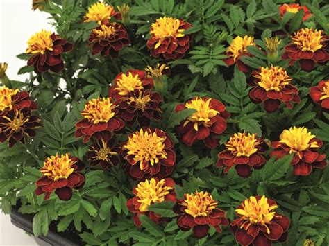 Growing Marigolds – Planting & Caring for Marigold Flowers | Garden Design