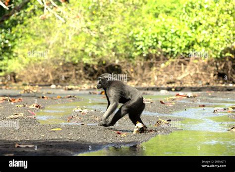 sulawesi black crested macaque macaca nigra walks bipedally
