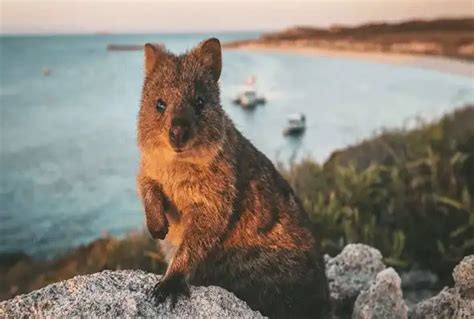 INDIAN PACIFIC ROTTNEST DISCOVERY HOLIDAY PACKAGE 2023