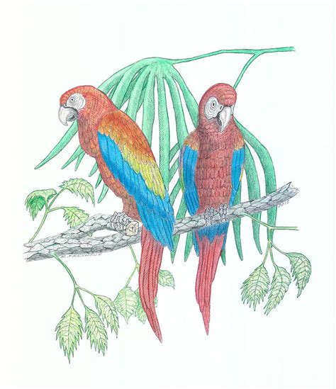 Scarlet Macaw Drawing by Richard Freshour