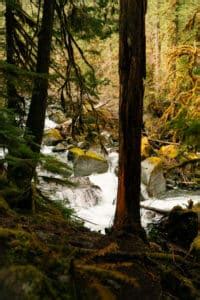 Guide to Exploring Lake Cushman: Hiking, Camping, & More! · Anna Tee