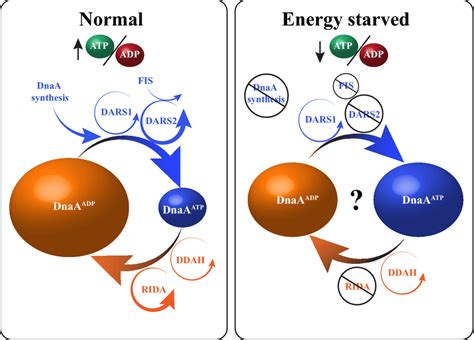 Regulation Of DnaA Activity During Normal Growth Left DnaAATP