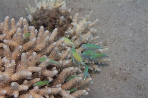 Chromis Verde En Coral De Los Humilis Del Acropora Imagen De Archivo