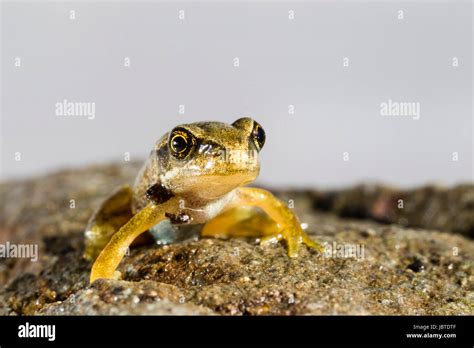 Tadpole metamorphosis common frog rana hi-res stock photography and ...