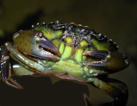 Green Crabs Disaster Or Delicacy Seacoast Science Center