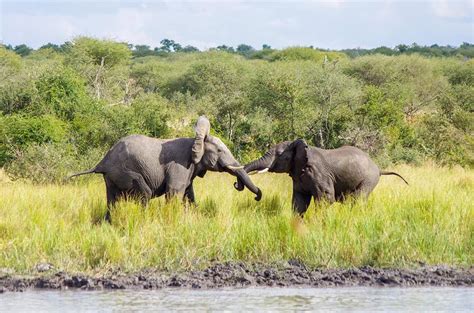 Safaris | Namibia | The Mighty Roar