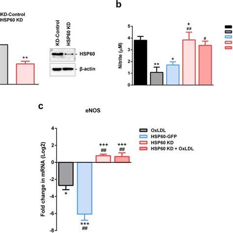 Hsp60 Mediated Endothelial Dysfunction In Huvec A Knockdown Of Hsp60