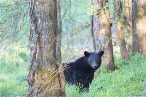 Wild Black Bear At Cades Cove In The Great Smokey Mountains National