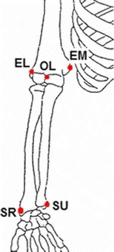 Anatomic Kine Exam 3 Flashcards Quizlet