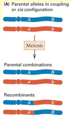 BI 341 Ch 4 Gene Linkage Genetic Mapping Flashcards Quizlet