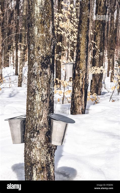 Spring Forest During Maple Sap Collection Traditional Maple Syrup