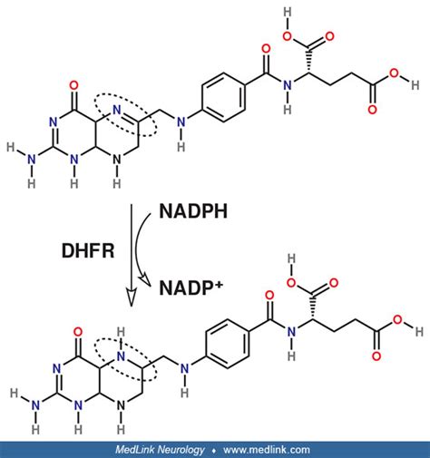 Reaction Schematic Of The Reduction Of Dihydrofolate To