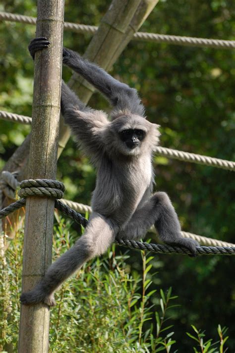 Silvery gibbon by weddige on DeviantArt