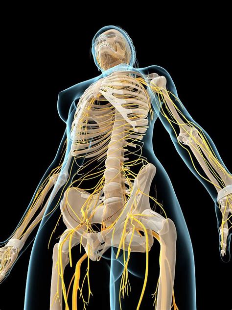 Female Nervous System Photograph By Scieproscience Photo Library