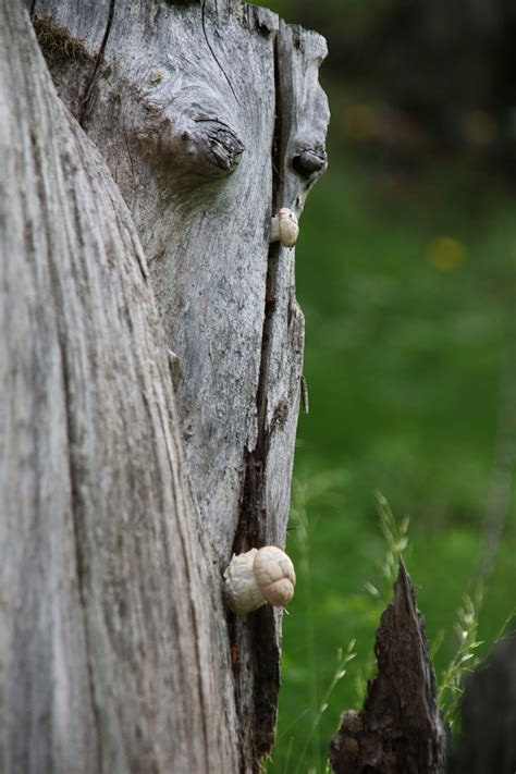 Nature Arbre Champignon Photo Gratuite Sur Pixabay Pixabay