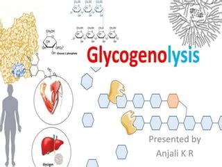 Glycogenolysis pathway and its regulation a detailed study. | PPT