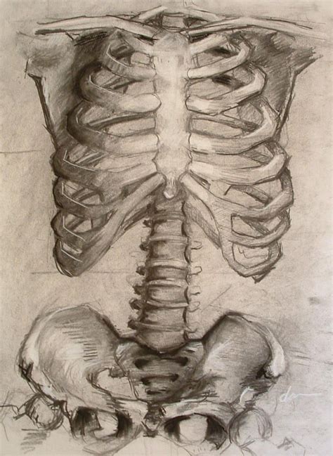 Pin By Anna Alexis Ralphs On Painting Drawing Rib Cage Drawing