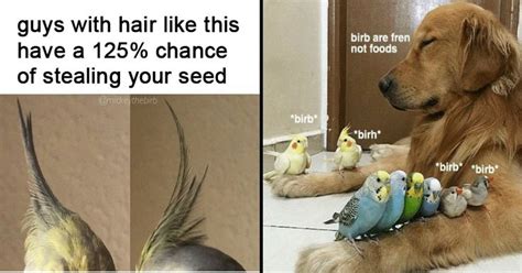 High Quality Birb Memes That Will Elevate Your Mood Memes Quotes