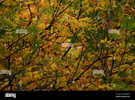 Mountain Ash tree in fall colors Stock Photo - Alamy