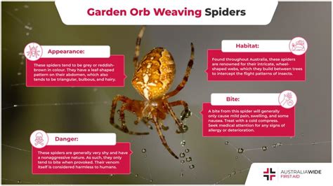 Garden Orb Weaving Spider | Spider Facts