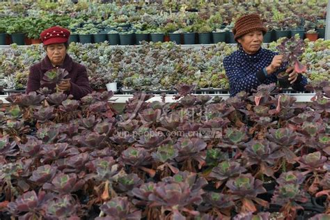 江苏东海：“花样经济”成为致富产业 人民图片网