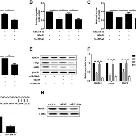 Hmga Regulated Hec A Cells Via Wnt Catenin Pathway Ab Regulation