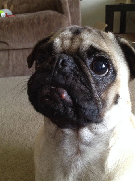 Pug zit? Anyone seen this before? : r/pugs