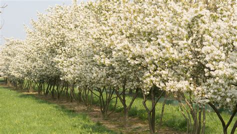 Amelanchier Lamarckii Multi Stem