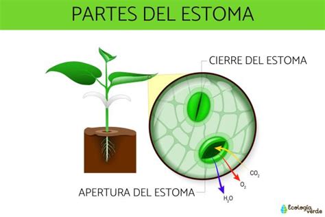 Descubre Las PARTES ESENCIALES Del Estoma En PLANTAS De Interior