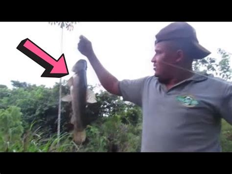 Pescaria caipira Assamos o peixe na beira do córrego YouTube