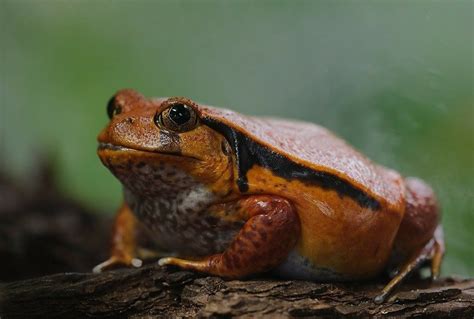 16 Best Pet Frogs For Beginners With Pictures Pet Keen