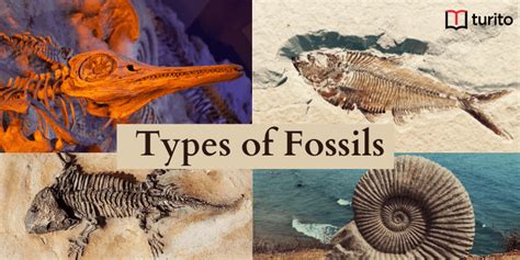 Types of Fossils: Explanation and Examples | Turito