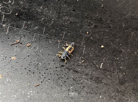 species identification - Can you identify this insect (orange back, 6