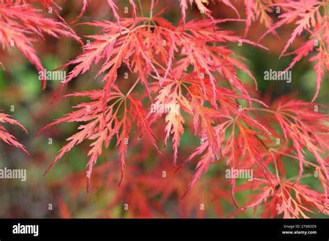 The Red Dissected Leaves Of The Acer Palmatum Dissectum Viride Group Or Acer Viridis During