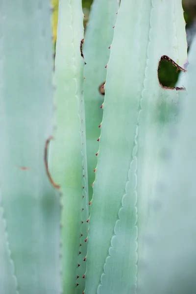 Алоэ вера кактус Stock fotók, Алоэ вера кактус Jogdíjmentes képek ...