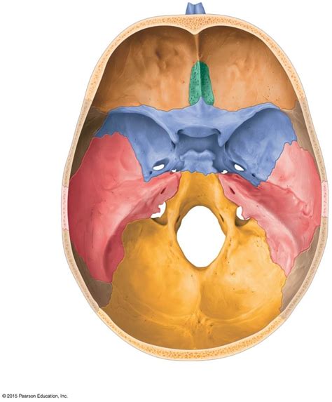 Floor Of The Cranium Diagram Quizlet