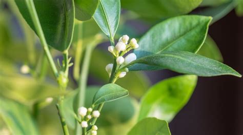 How to Plant, Grow, and Care for Calamondin Orange Trees