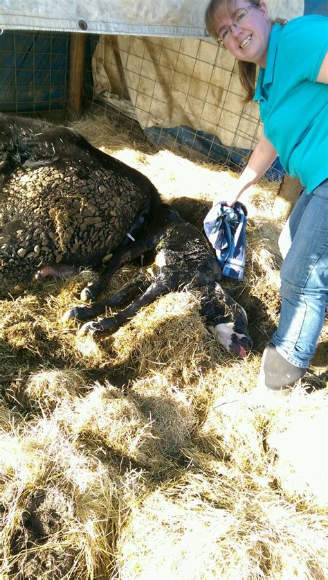 The newborn calf! | The Best of Animal Science