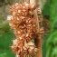 Juncus Conglomeratus Illustrations Eflore Tela Botanica